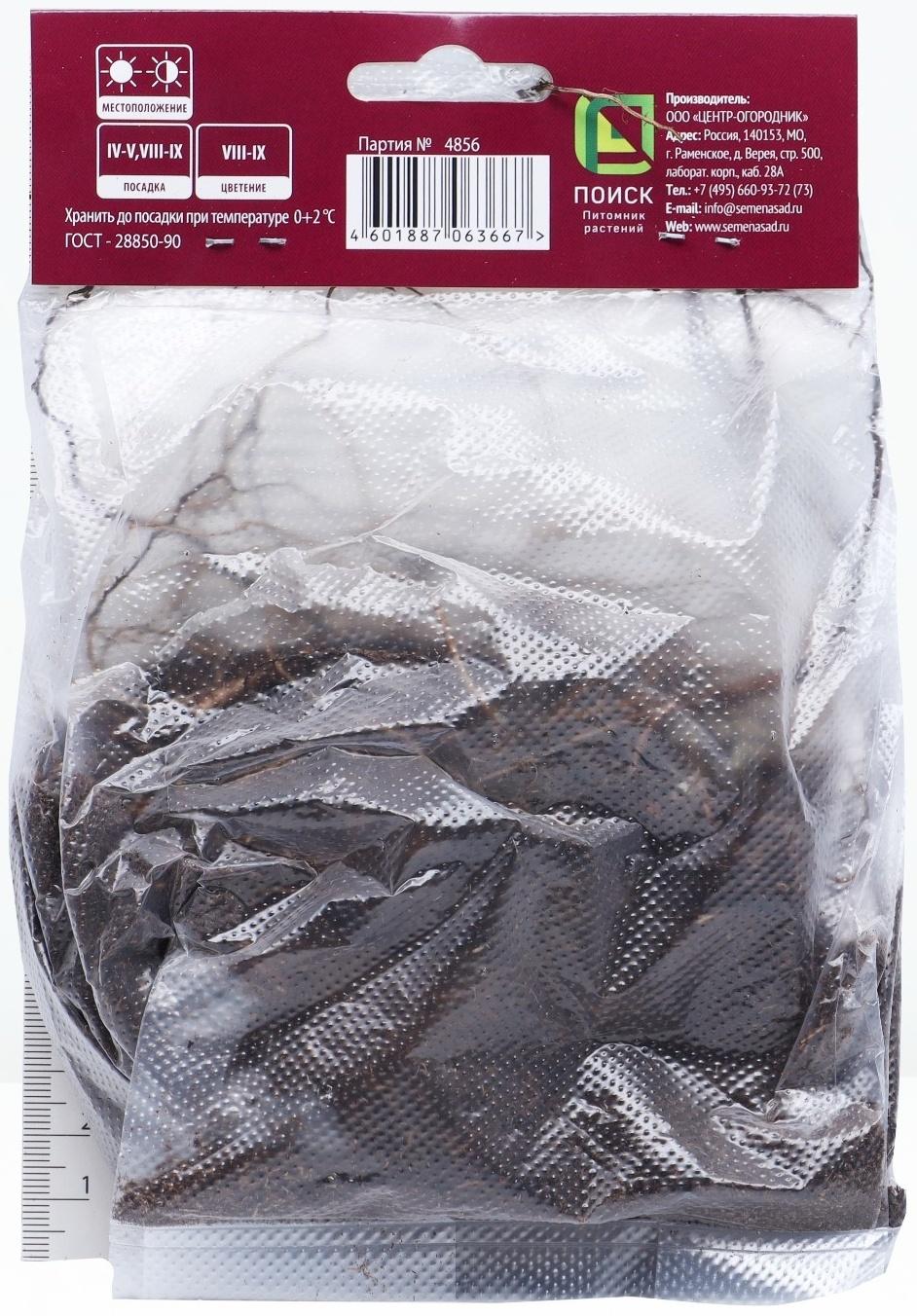 Астра кустарниковая «Кристина», корневище в торфогрунте, р-р I, 1 шт.