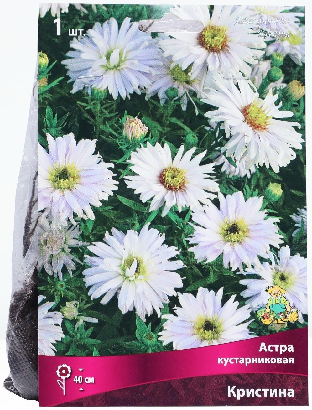 Астра кустарниковая «Кристина», корневище в торфогрунте, р-р I, 1 шт.