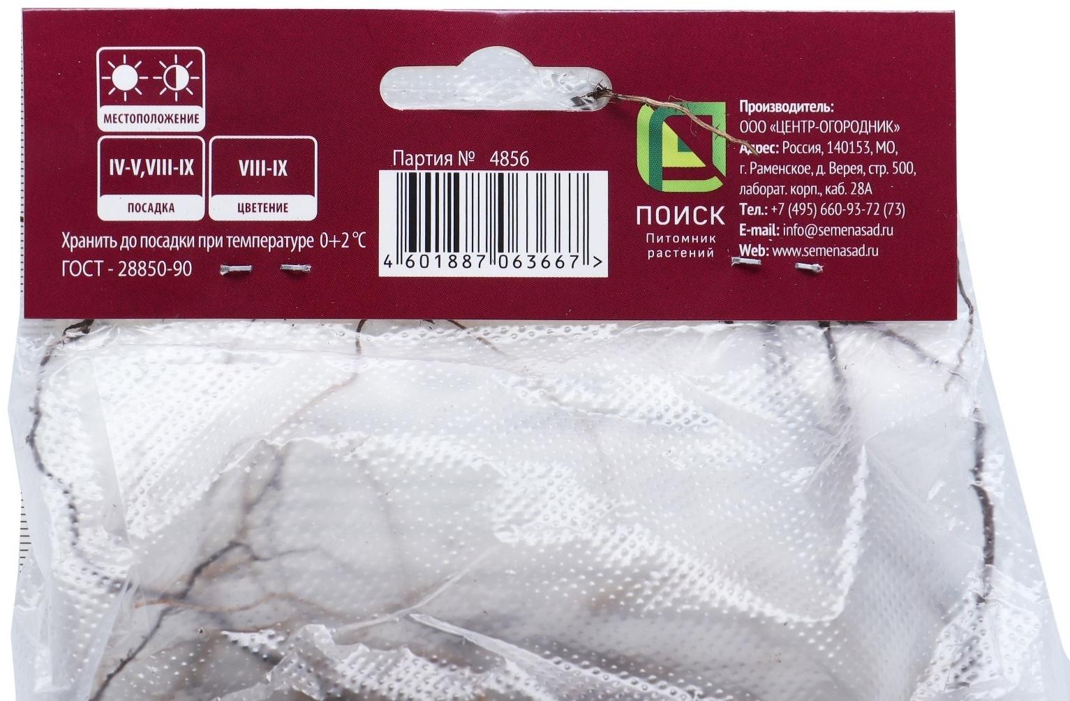 Астра кустарниковая «Кристина», корневище в торфогрунте, р-р I, 1 шт.