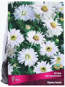 Астра кустарниковая «Кристина», корневище в торфогрунте, р-р I, 1 шт.