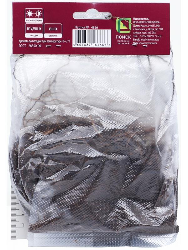 Астра кустарниковая «Кристина», корневище в торфогрунте, р-р I, 1 шт.