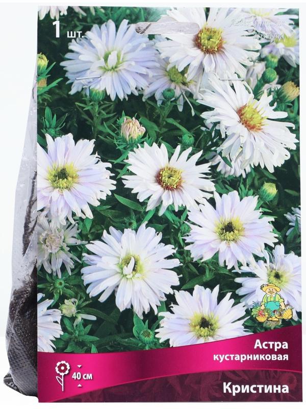 Астра кустарниковая «Кристина», корневище в торфогрунте, р-р I, 1 шт.