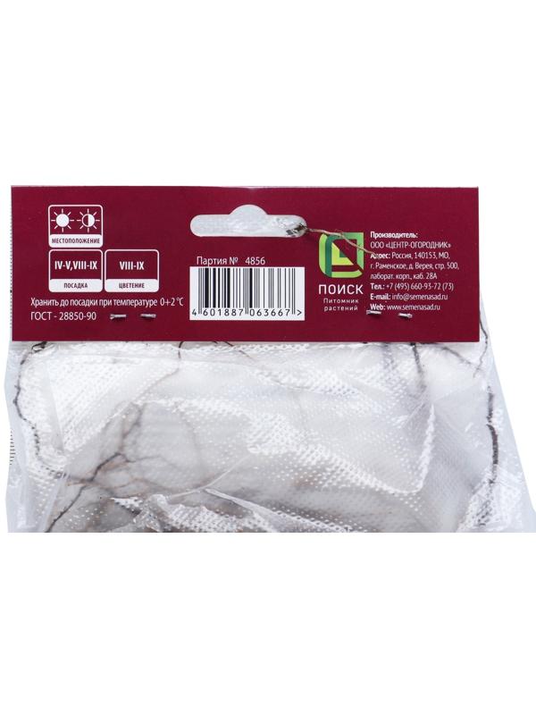 Астра кустарниковая «Кристина», корневище в торфогрунте, р-р I, 1 шт.