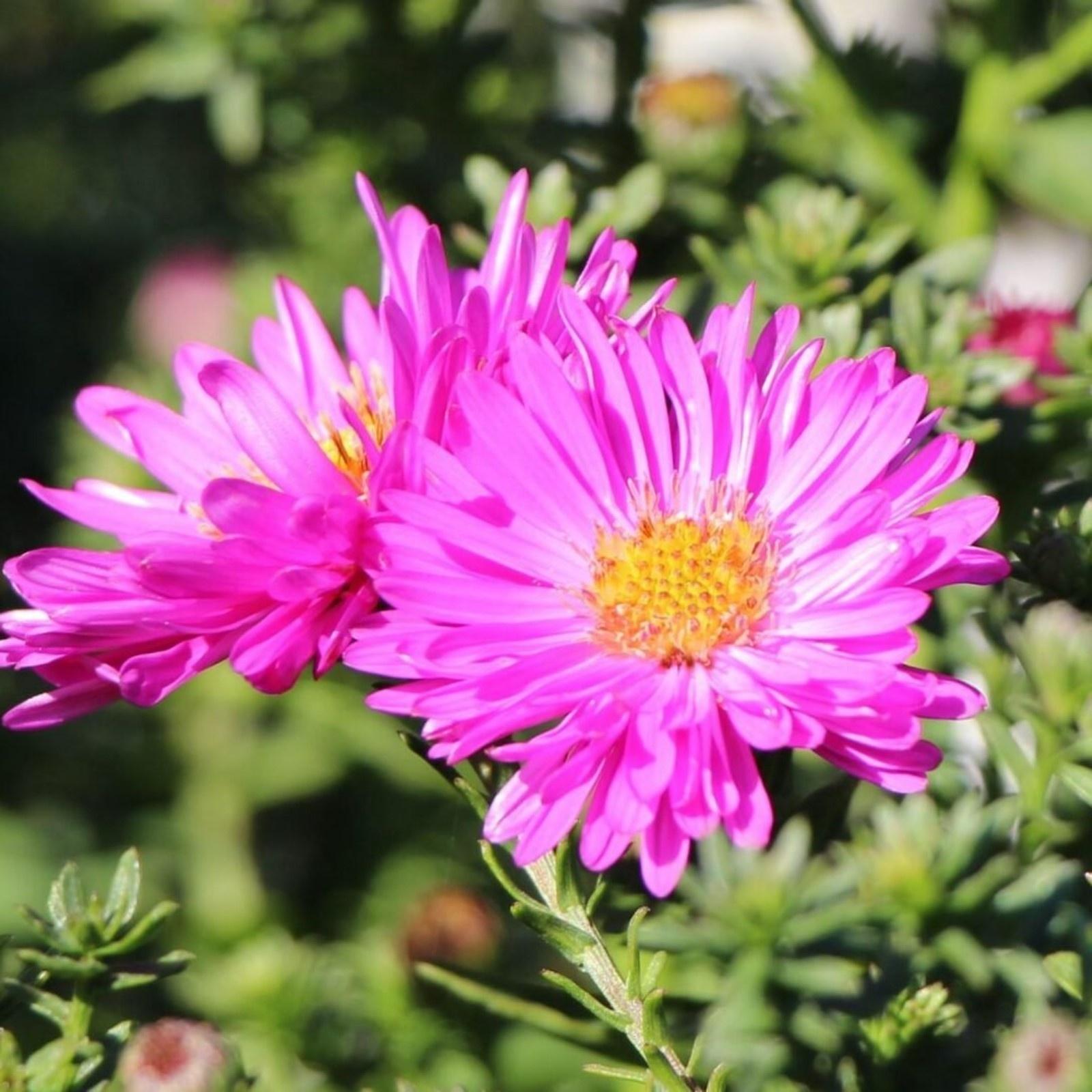 Астра кустарниковая «Элис Хэслем», корневище в торфогрунте, р-р I, 1 шт.