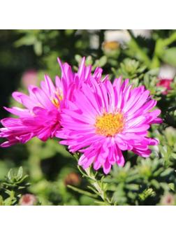 Астра кустарниковая «Элис Хэслем», корневище в торфогрунте, р-р I, 1 шт.