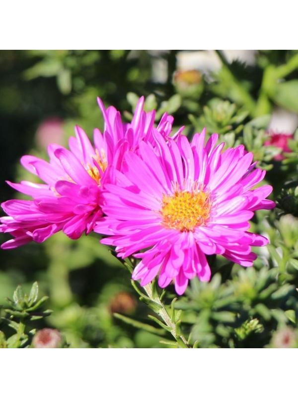 Астра кустарниковая «Элис Хэслем», корневище в торфогрунте, р-р I, 1 шт.