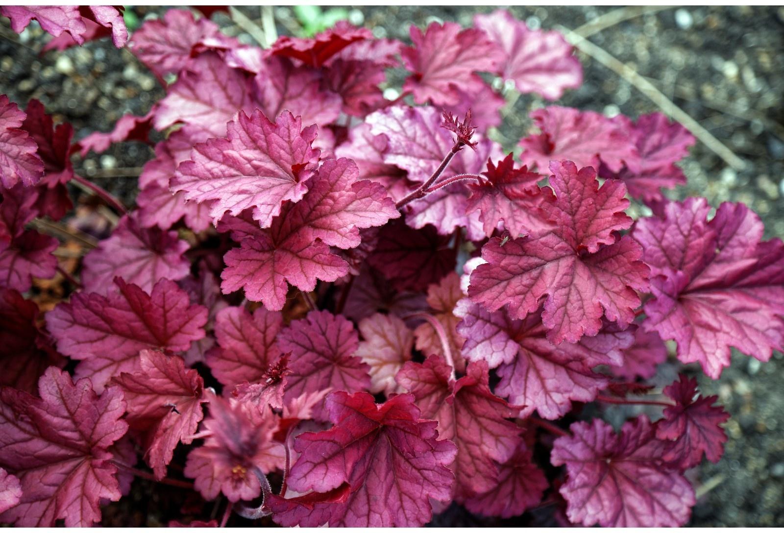 Гейхера (Хеухера) гибридная Берри Смути, р-р I, 1 шт, Весна 2025