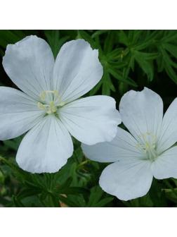 Герань кроваво-красная Альбум, р-р I, 1 шт, Весна 2025