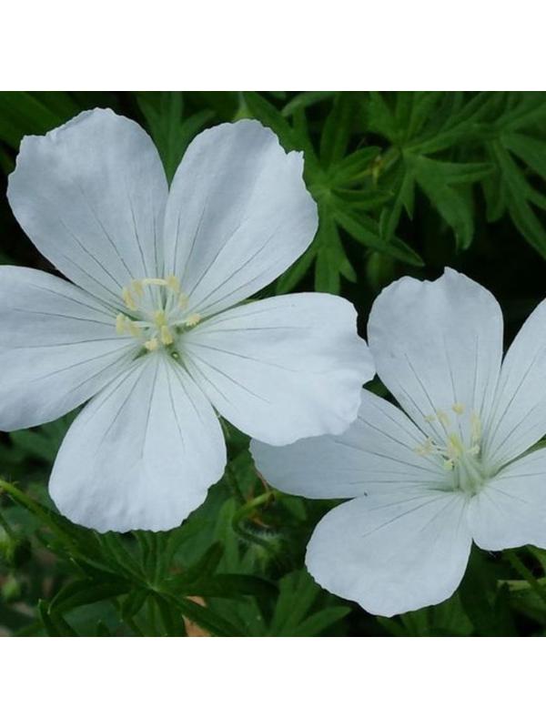 Герань кроваво-красная Альбум, р-р I, 1 шт, Весна 2025