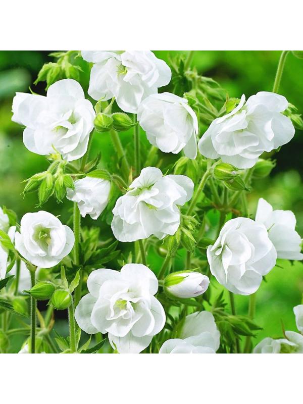 Герань луговая Лаура, р-р I, 1 шт, Весна 2025