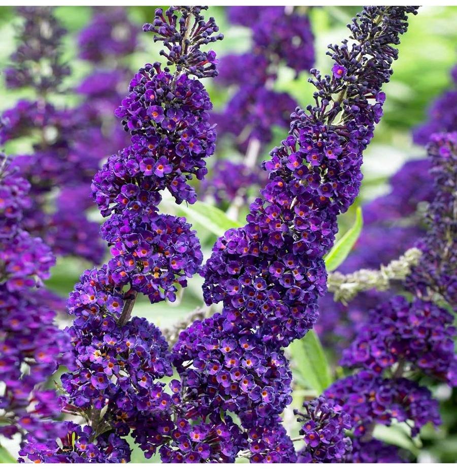 Буддлея Давида 