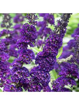 Буддлея Давида 