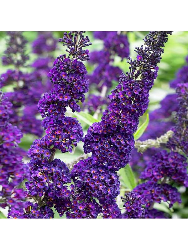 Буддлея Давида 