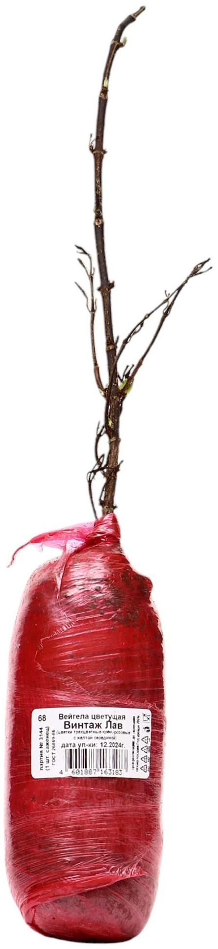 Вейгела цветущая Люкс 