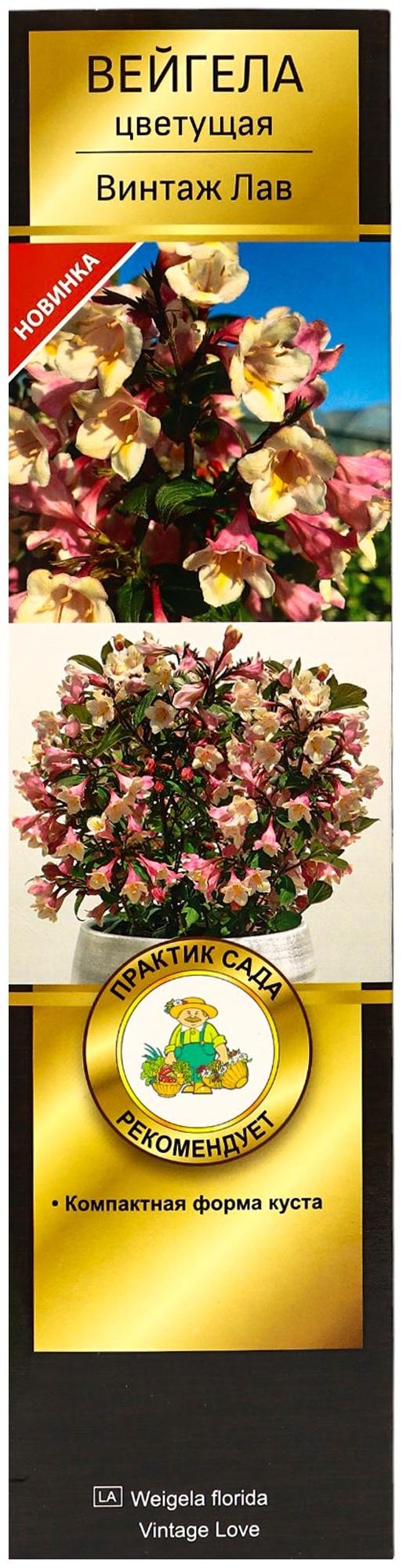 Вейгела цветущая Люкс 