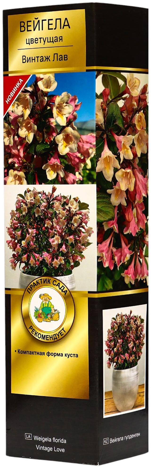 Вейгела цветущая Люкс 