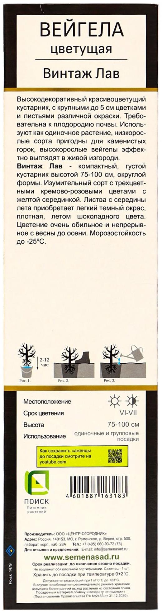 Вейгела цветущая Люкс 