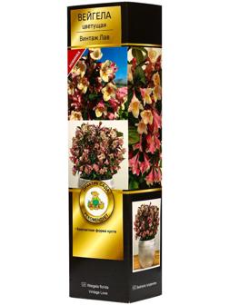 Вейгела цветущая Люкс 