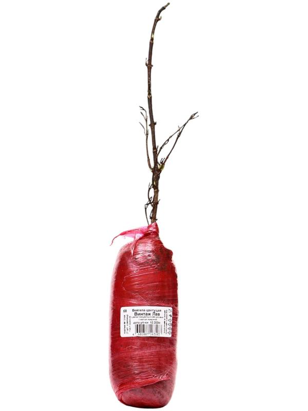 Вейгела цветущая Люкс 