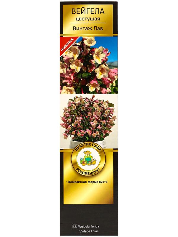 Вейгела цветущая Люкс 