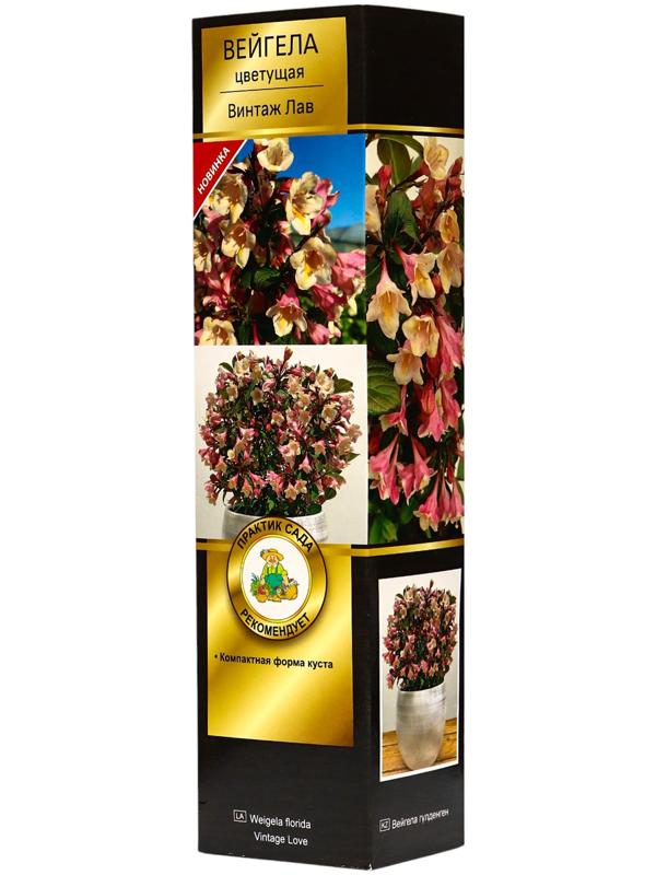Вейгела цветущая Люкс 