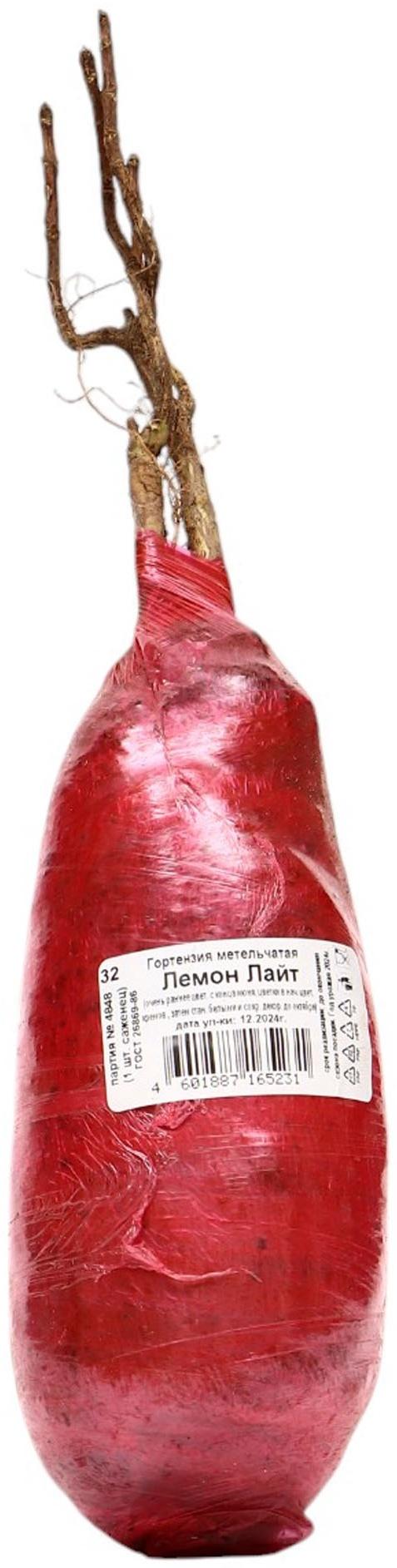 Гортензия метельчатая, H 50-100 