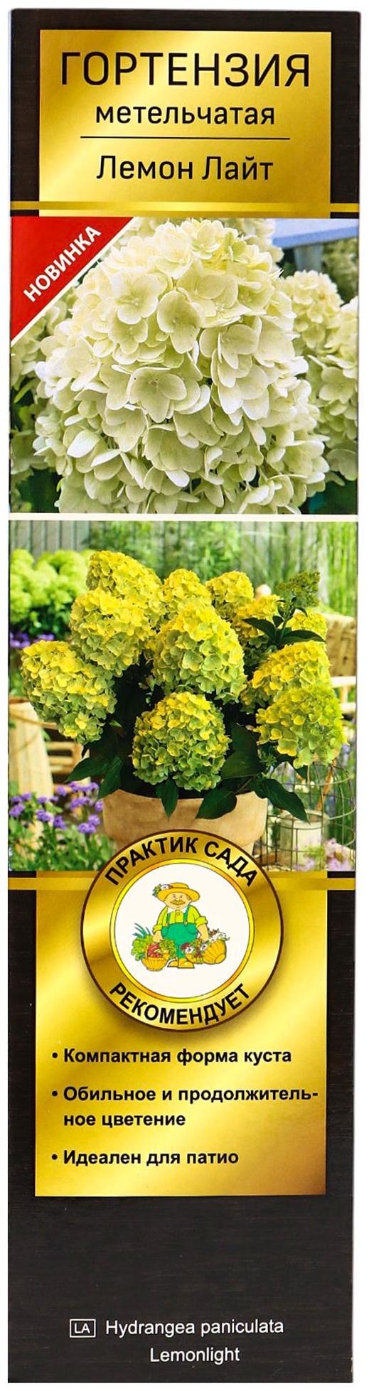 Гортензия метельчатая, H 50-100 