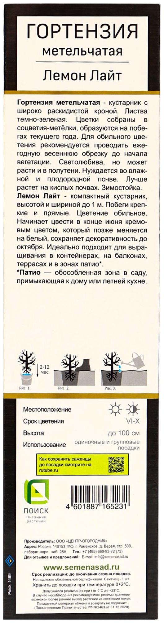 Гортензия метельчатая, H 50-100 