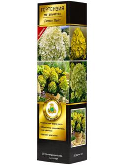 Гортензия метельчатая, H 50-100 