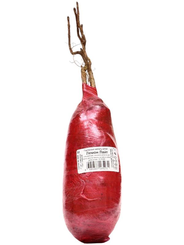 Гортензия метельчатая, H 50-100 