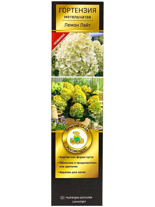 Гортензия метельчатая, H 50-100 