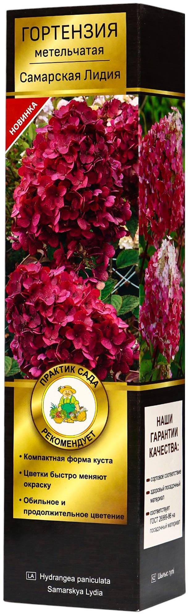 Гортензия метельчатая Люкс 