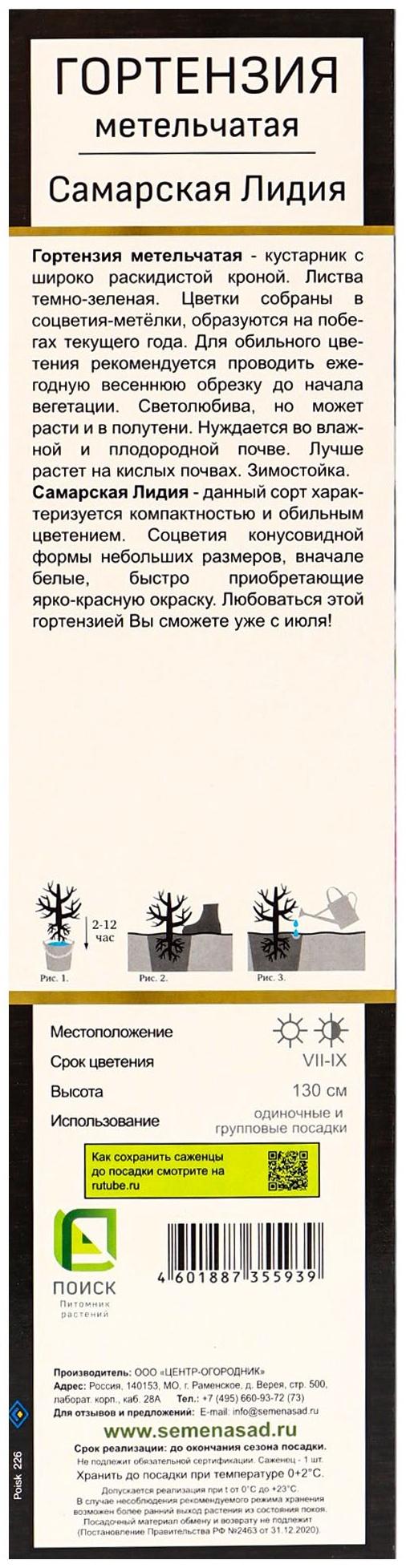 Гортензия метельчатая Люкс 