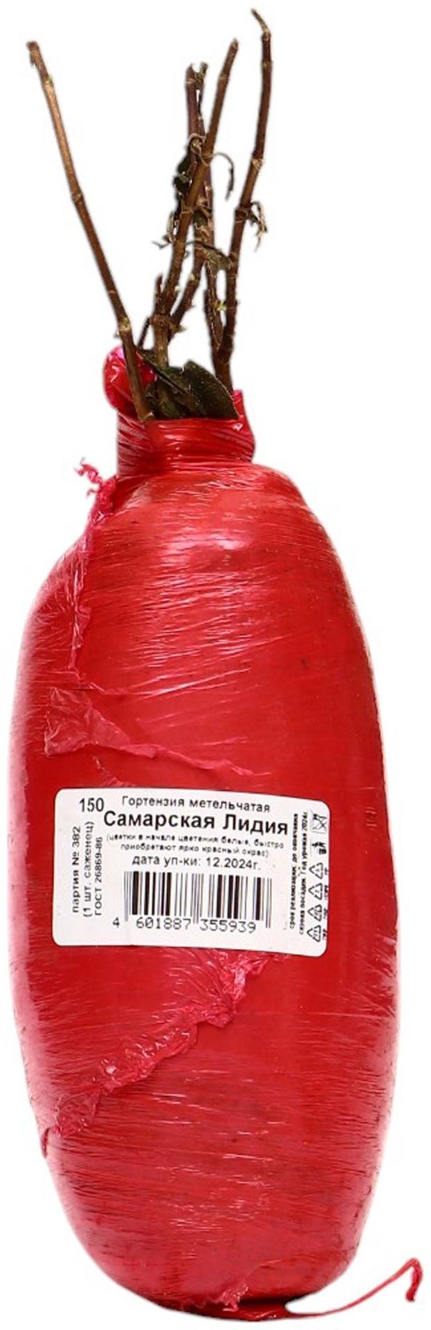 Гортензия метельчатая Люкс 