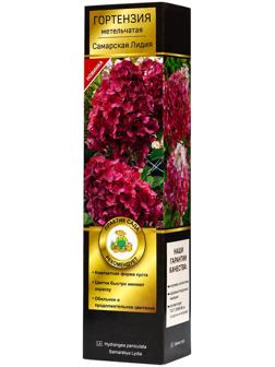 Гортензия метельчатая Люкс 