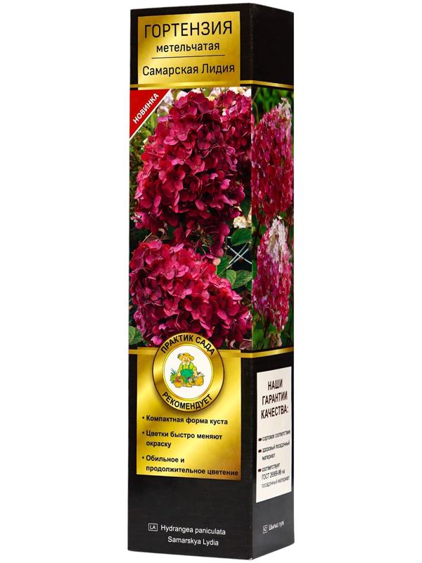 Гортензия метельчатая Люкс 
