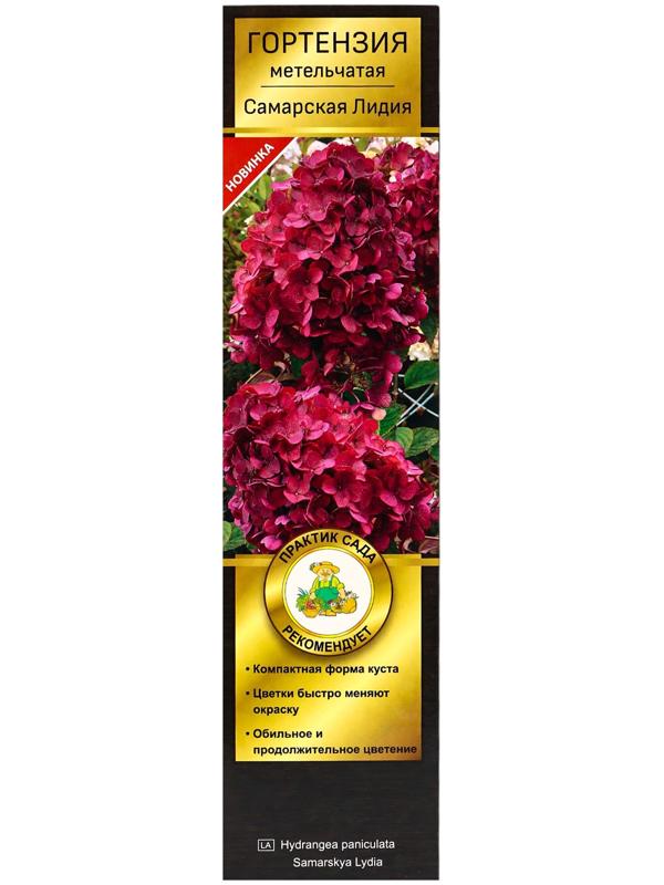 Гортензия метельчатая Люкс 