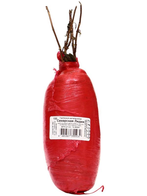 Гортензия метельчатая Люкс 