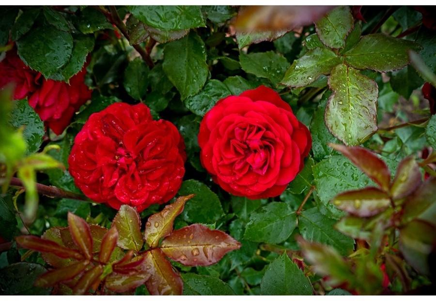 Саженец Роза флорибунда 