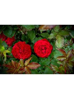 Саженец Роза флорибунда 