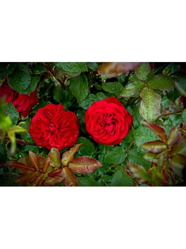 Саженец Роза флорибунда 