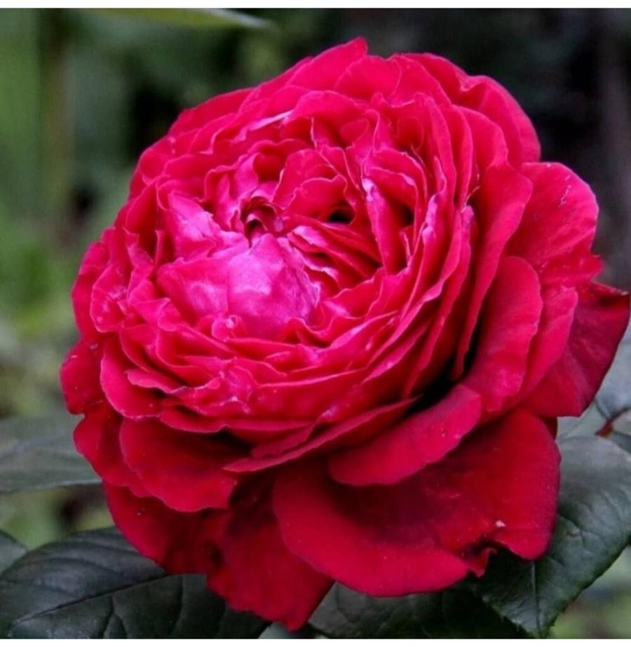 Саженец Роза флорибунда 