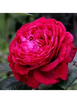 Саженец Роза флорибунда 