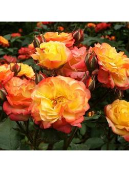 Саженец Роза флорибунда 