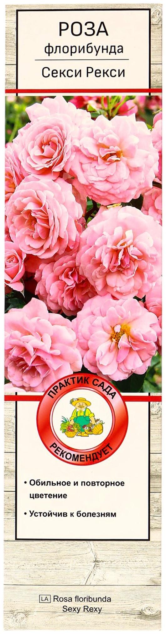 Саженец Роза флорибунда 