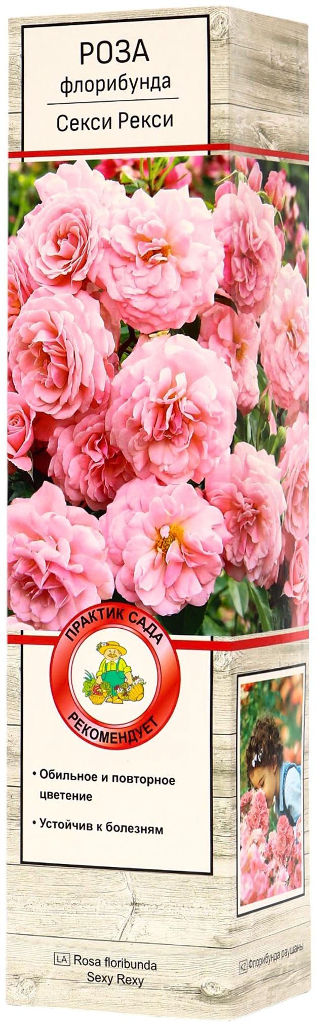 Саженец Роза флорибунда 