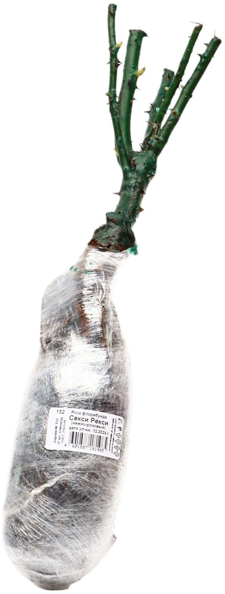 Саженец Роза флорибунда 