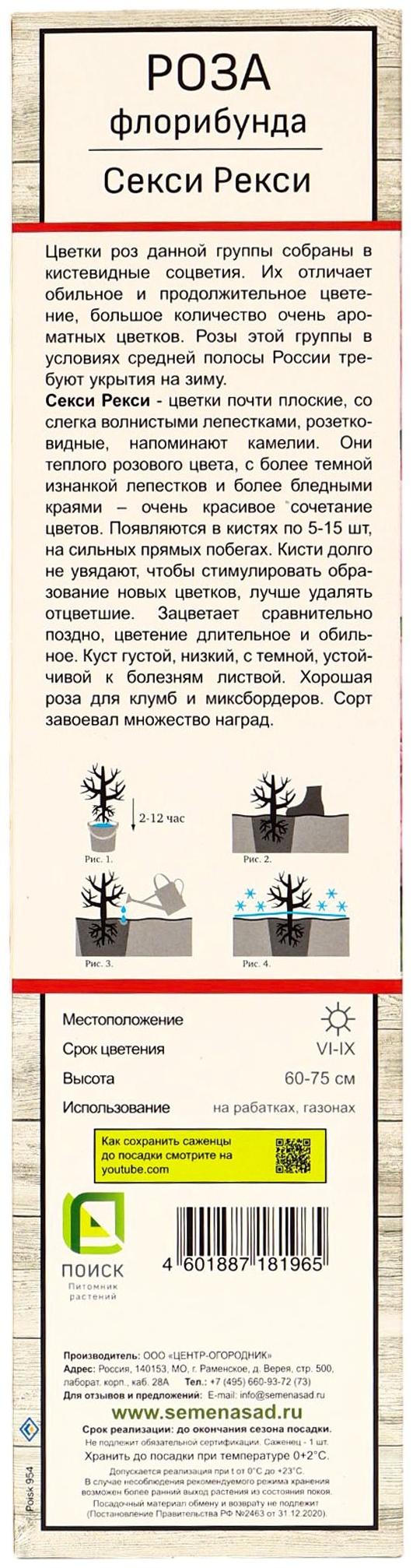 Саженец Роза флорибунда 