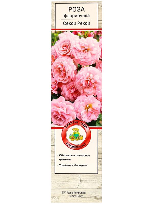 Саженец Роза флорибунда 