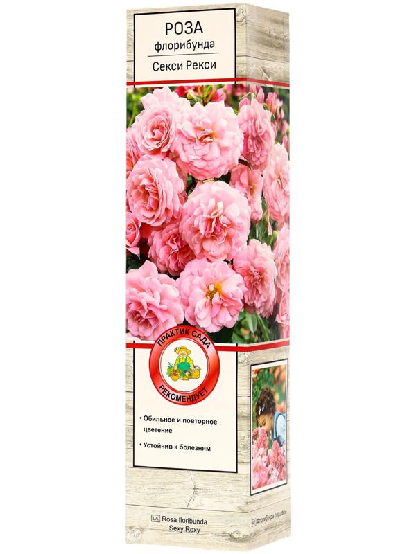 Саженец Роза флорибунда 